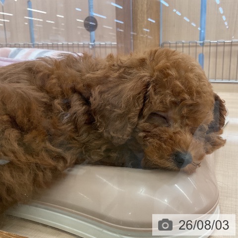 埼玉県のトイプードル(トイ) (ペッツワン 浦和美園店/2026年5月30日生まれ/男の子/レッド)の子犬の3枚目の画像