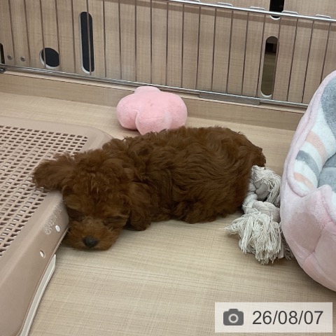 埼玉県のトイプードル(トイ) (ペッツワン 浦和美園店/2026年5月30日生まれ/男の子/レッド)の子犬の4枚目の画像