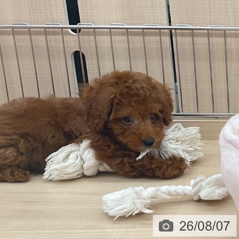埼玉県のトイプードル(トイ) (ペッツワン 浦和美園店/2026年5月30日生まれ/男の子/レッド)の子犬の3枚目の画像