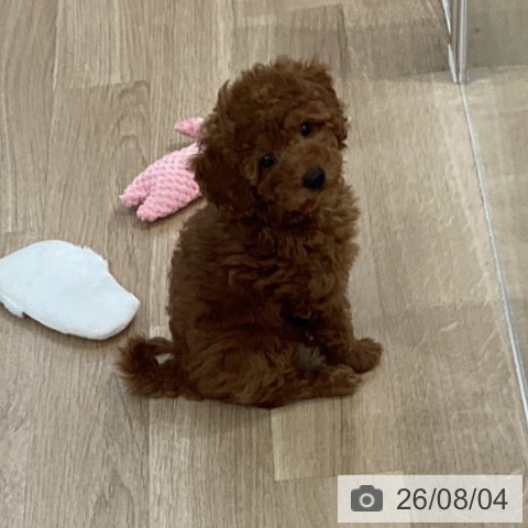千葉県のトイプードル(トイ) (ペットプラス 船橋店/2026年5月30日生まれ/女の子/レッド)の子犬の3枚目の画像