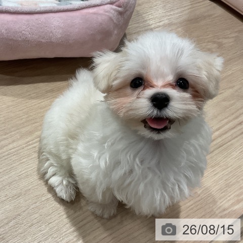 埼玉県のマルチーズ (ペットプラス コクーンシティ店/2026年5月25日生まれ/男の子/ホワイト)の子犬の4枚目の画像