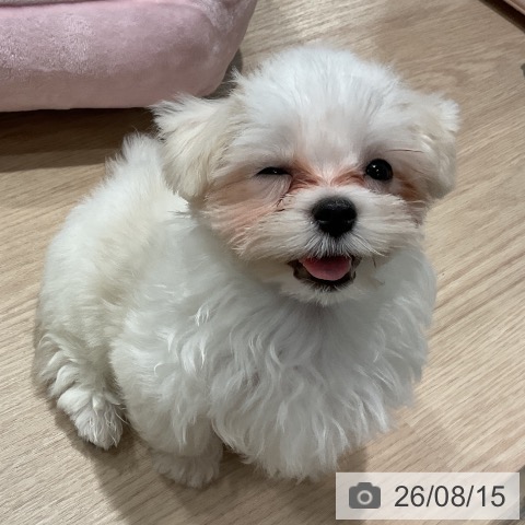 埼玉県のマルチーズ (ペットプラス コクーンシティ店/2026年5月25日生まれ/男の子/ホワイト)の子犬の3枚目の画像