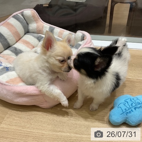 チワワの写真