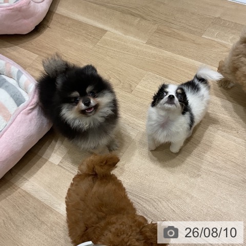 チワワの写真
