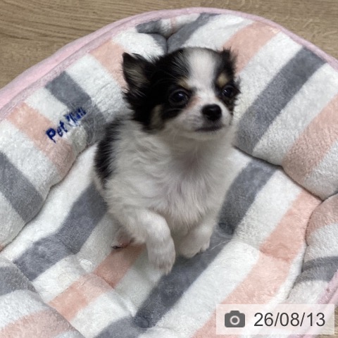 岩手県のチワワ(ロング) (ペットプラス 盛岡南店/2026年5月23日生まれ/男の子/ホワイトブラックタン)の子犬の4枚目の画像