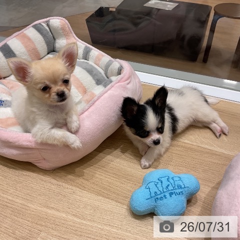 青森県のチワワ(ロング) (ペットプラス 青森浜田店/2026年5月23日生まれ/男の子/ホワイトブラックタン)の子犬の4枚目の画像