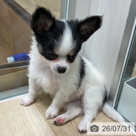 青森県のチワワ(ロング) (ペットプラス 青森浜田店/2026年5月23日生まれ/男の子/ホワイトブラックタン)の子犬の3枚目の画像