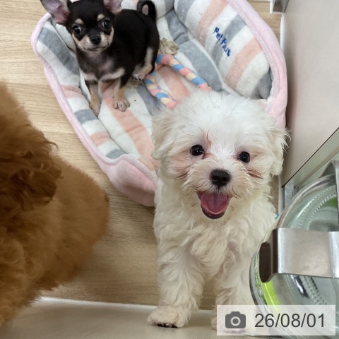 マルチーズの写真