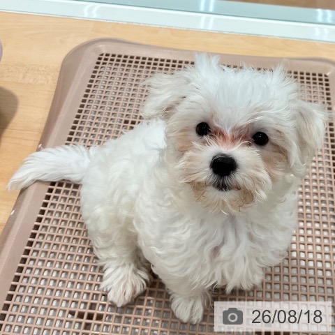 マルチーズの写真