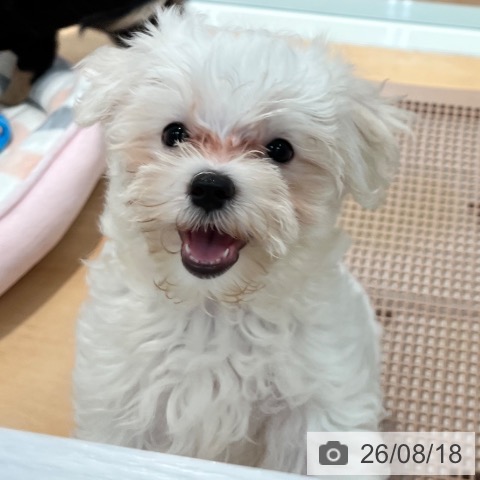 マルチーズの写真