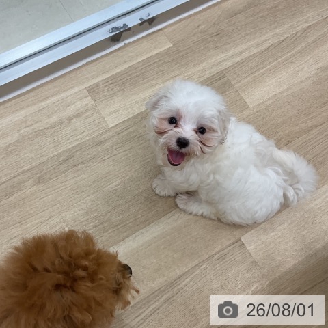 マルチーズの写真