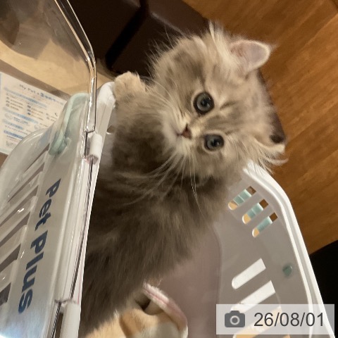 アメリカンカールの写真