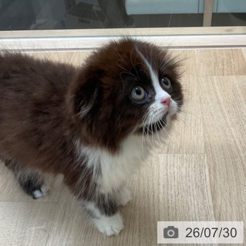 スコティッシュフォールドの写真