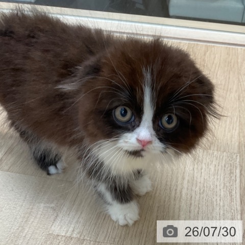 スコティッシュフォールドの写真