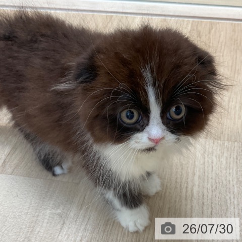 スコティッシュフォールドの写真