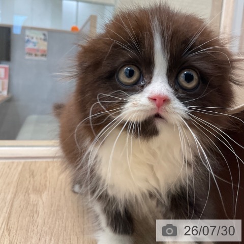 スコティッシュフォールドの写真