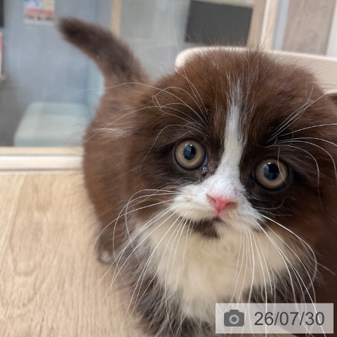 スコティッシュフォールドの写真
