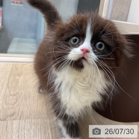 スコティッシュフォールドの写真