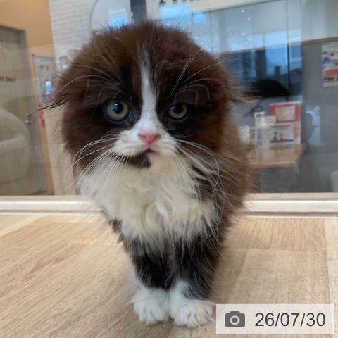 スコティッシュフォールドの写真