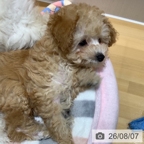 山梨県のトイプードル(トイ) (ペットプラス 甲府昭和店/2026年5月13日生まれ/女の子/クリーム)の子犬の4枚目の画像