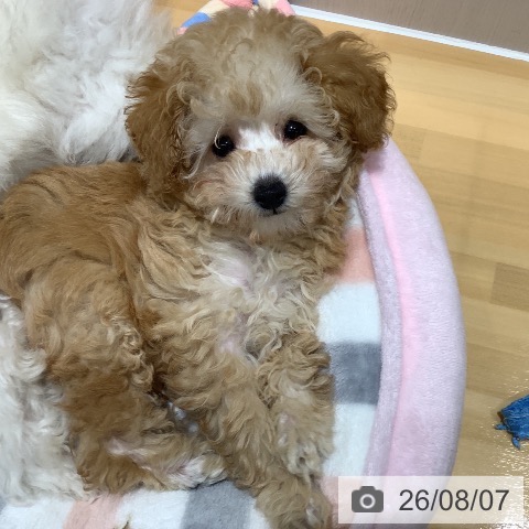 山梨県のトイプードル(トイ) (ペットプラス 甲府昭和店/2026年5月13日生まれ/女の子/クリーム)の子犬の3枚目の画像