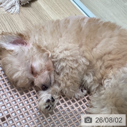 宮城県のトイプードル(トイ) (ペットプラス 名取店/2026年5月13日生まれ/女の子/クリーム)の子犬の4枚目の画像