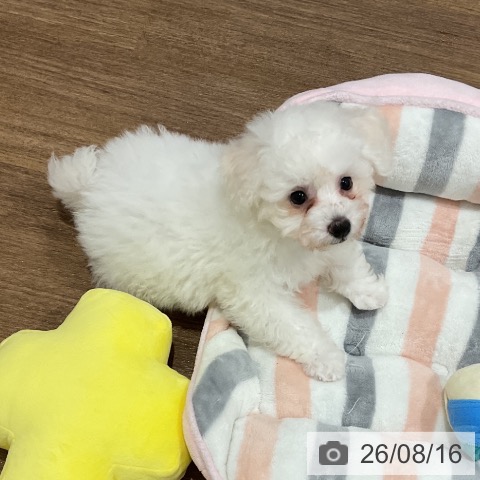 埼玉県のビションフリーゼ (ペッツワン 吉川美南店/2026年5月30日生まれ/男の子/ホワイト)の子犬の4枚目の画像