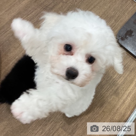 埼玉県のビションフリーゼ (ペッツワン 吉川美南店/2026年5月30日生まれ/男の子/ホワイト)の子犬の4枚目の画像