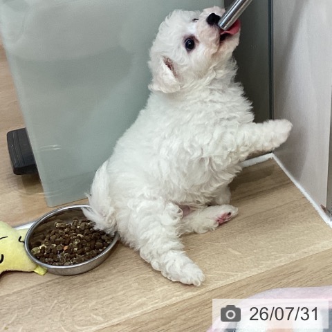 ビション・フリーゼの写真