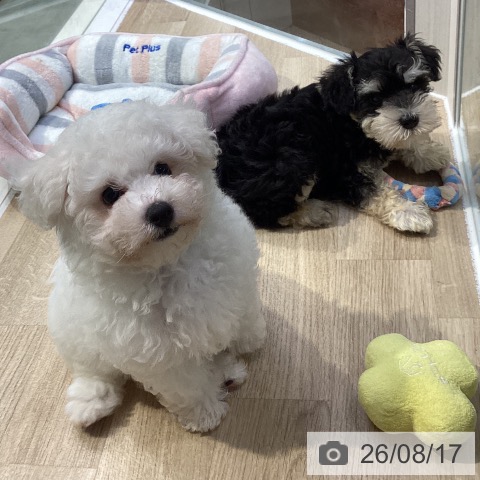 神奈川県のビションフリーゼ (ペットプラス 座間店/2026年5月30日生まれ/男の子/ホワイト)の子犬の3枚目の画像