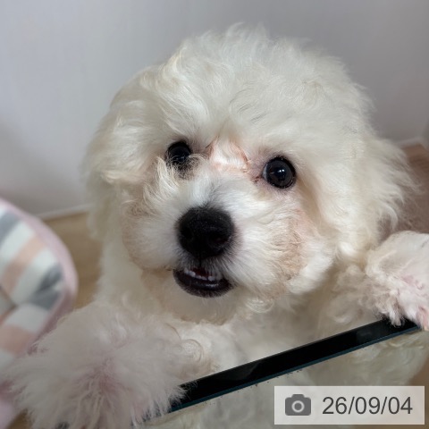 長野県のビションフリーゼ (ペットプラス 長野店/2026年5月30日生まれ/女の子/ホワイト)の子犬の4枚目の画像