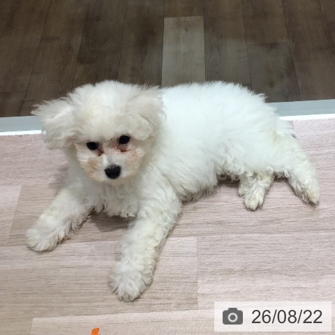 長野県のビションフリーゼ (ペットプラス 長野店/2026年5月30日生まれ/女の子/ホワイト)の子犬の3枚目の画像