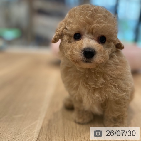 東京都のトイプードル(トイ) (ペットプラス 大井町トラックス店/2026年5月29日生まれ/男の子/クリーム)の子犬の3枚目の画像