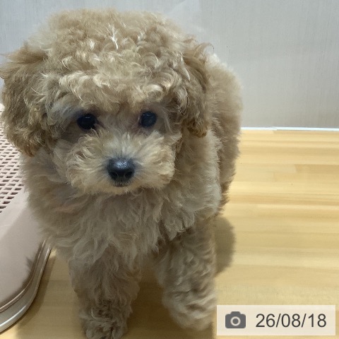 山梨県のトイプードル(トイ) (ペットプラス 甲府昭和店/2026年5月29日生まれ/男の子/クリーム)の子犬の4枚目の画像