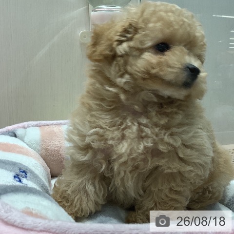 山梨県のトイプードル(トイ) (ペットプラス 甲府昭和店/2026年5月29日生まれ/男の子/クリーム)の子犬の3枚目の画像