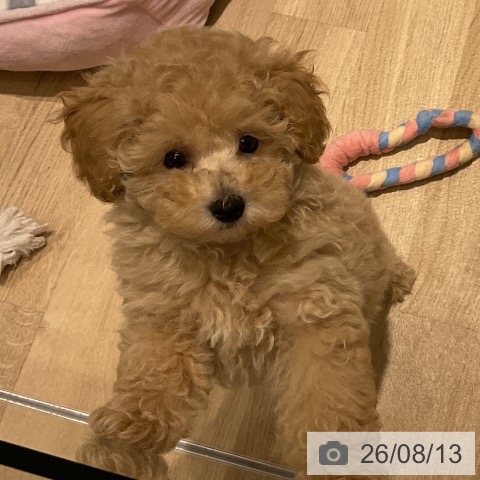 神奈川県のトイプードル(トイ) (ペットプラス モザイクモール港北店/2026年5月29日生まれ/男の子/クリーム)の子犬の3枚目の画像