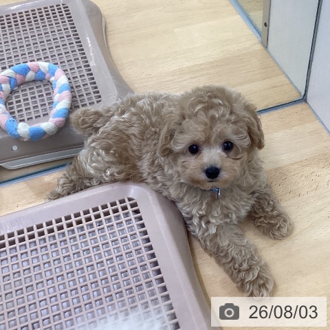埼玉県のトイプードル(トイ) (ペットプラス 羽生店/2026年5月29日生まれ/男の子/クリーム)の子犬の4枚目の画像