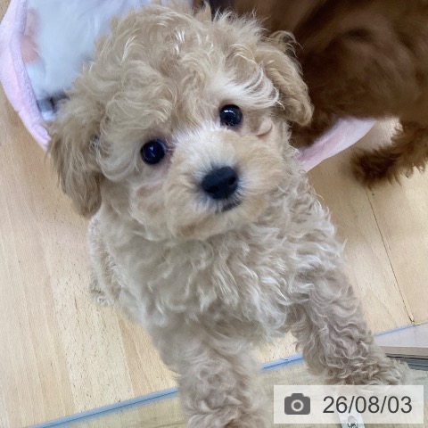 埼玉県のトイプードル(トイ) (ペットプラス 羽生店/2026年5月29日生まれ/男の子/クリーム)の子犬の3枚目の画像