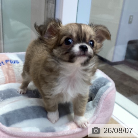 チワワの写真