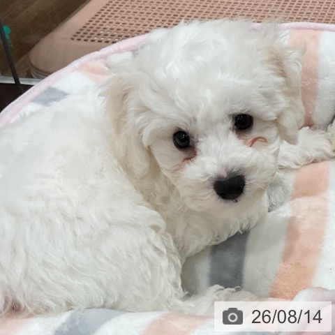神奈川県のビションフリーゼ (ペッツワン 小田原店/2026年5月30日生まれ/男の子/ホワイト)の子犬の4枚目の画像