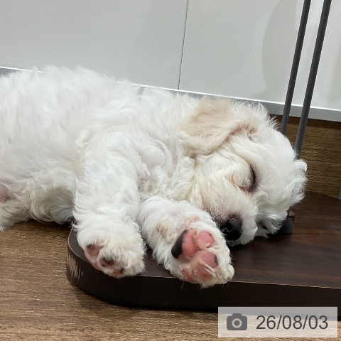 神奈川県のビションフリーゼ (ペッツワン 小田原店/2026年5月30日生まれ/男の子/ホワイト)の子犬の3枚目の画像