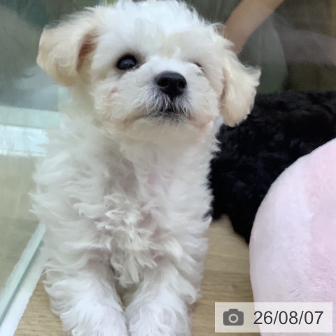山梨県のビションフリーゼ (ペットプラス 甲府昭和店/2026年5月30日生まれ/男の子/ホワイト)の子犬の4枚目の画像