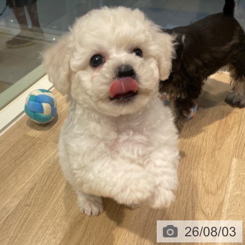 東京都のビションフリーゼ (ペットプラス 東久留米店/2026年5月30日生まれ/男の子/ホワイト)の子犬の3枚目の画像