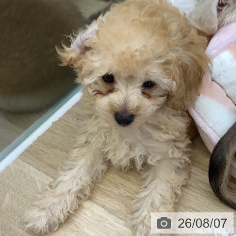 山梨県のトイプードル(トイ) (ペットプラス 甲府昭和店/2026年5月31日生まれ/男の子/オレンジフォーン)の子犬の3枚目の画像