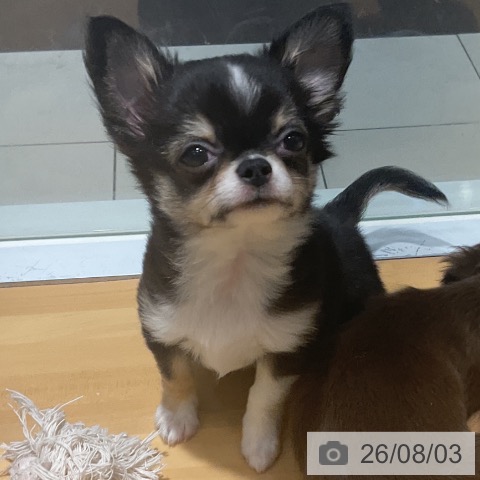 埼玉県のチワワ(ロング) (ペットプラス 与野店/2026年5月29日生まれ/男の子/ブラックタンホワイト)の子犬の4枚目の画像