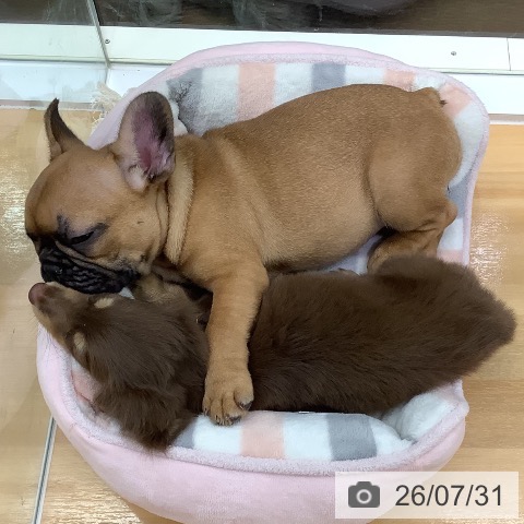 ミニチュア・ダックスフンドの写真