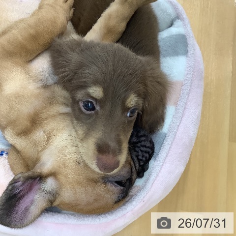 ミニチュア・ダックスフンドの写真