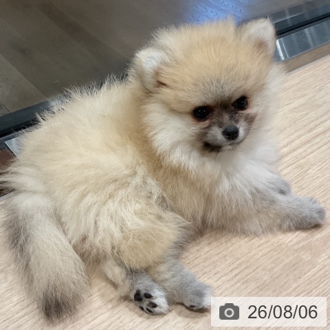 埼玉県のポメラニアン (ペットプラス コクーンシティ店/2026年5月31日生まれ/女の子/クリーム)の子犬の4枚目の画像