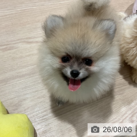 埼玉県のポメラニアン (ペットプラス コクーンシティ店/2026年5月31日生まれ/女の子/クリーム)の子犬の3枚目の画像