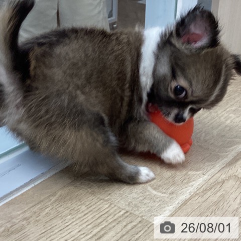 チワワの写真